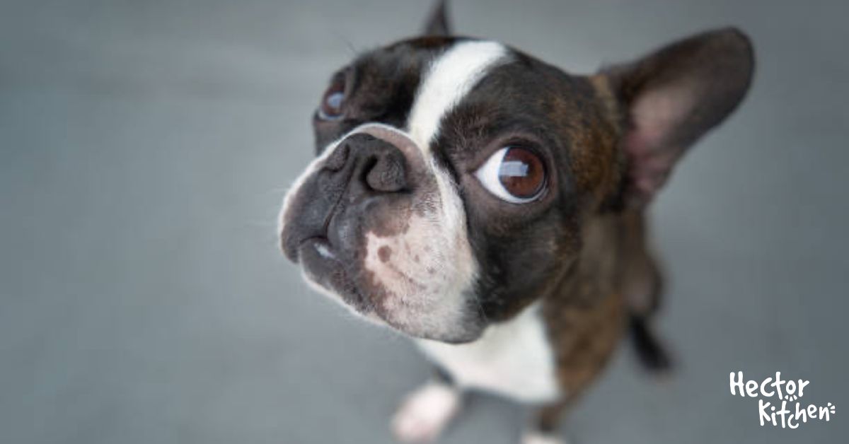 Croquettes pour Boston Terrier